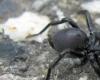 Atypus sp.